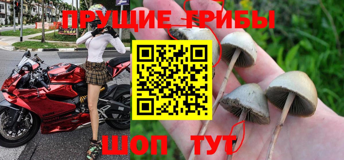 Псилоцибиновые грибы прущие грибы  наркошоп  Нижнеудинск  Вход с VPN  Галлюциногенные грибы Psilocybe 